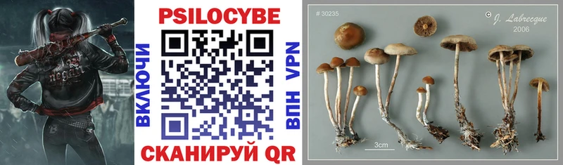 где купить наркоту  Людиново  Псилоцибиновые грибы мицелий 